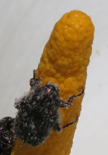 Oxythyrea funesta